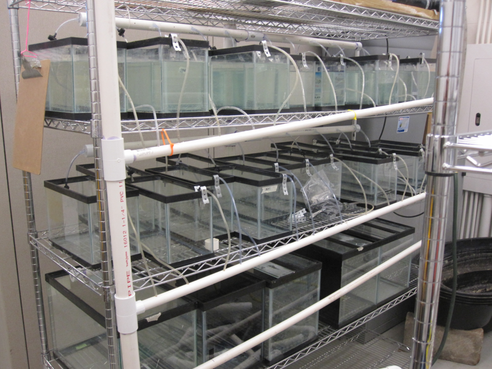 Aquatic Insect Setup