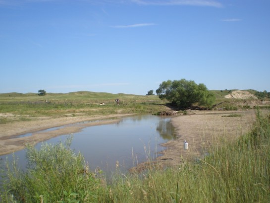 Plains Topminnow
