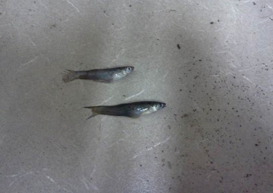 Western Mosquitofish