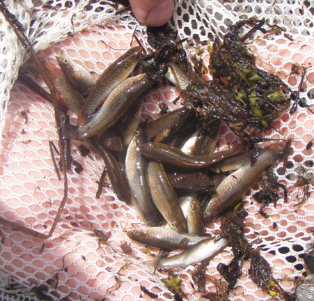Plains Topminnow