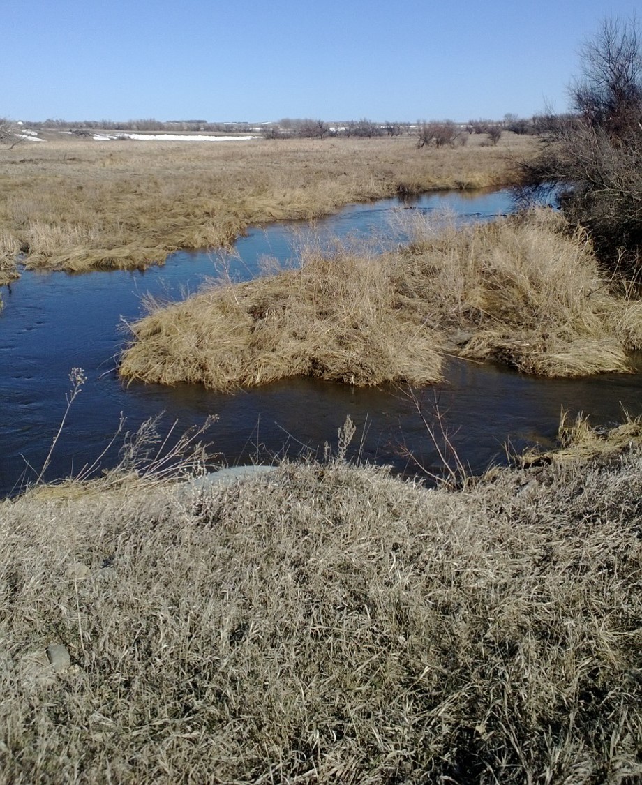 restored riparian zone