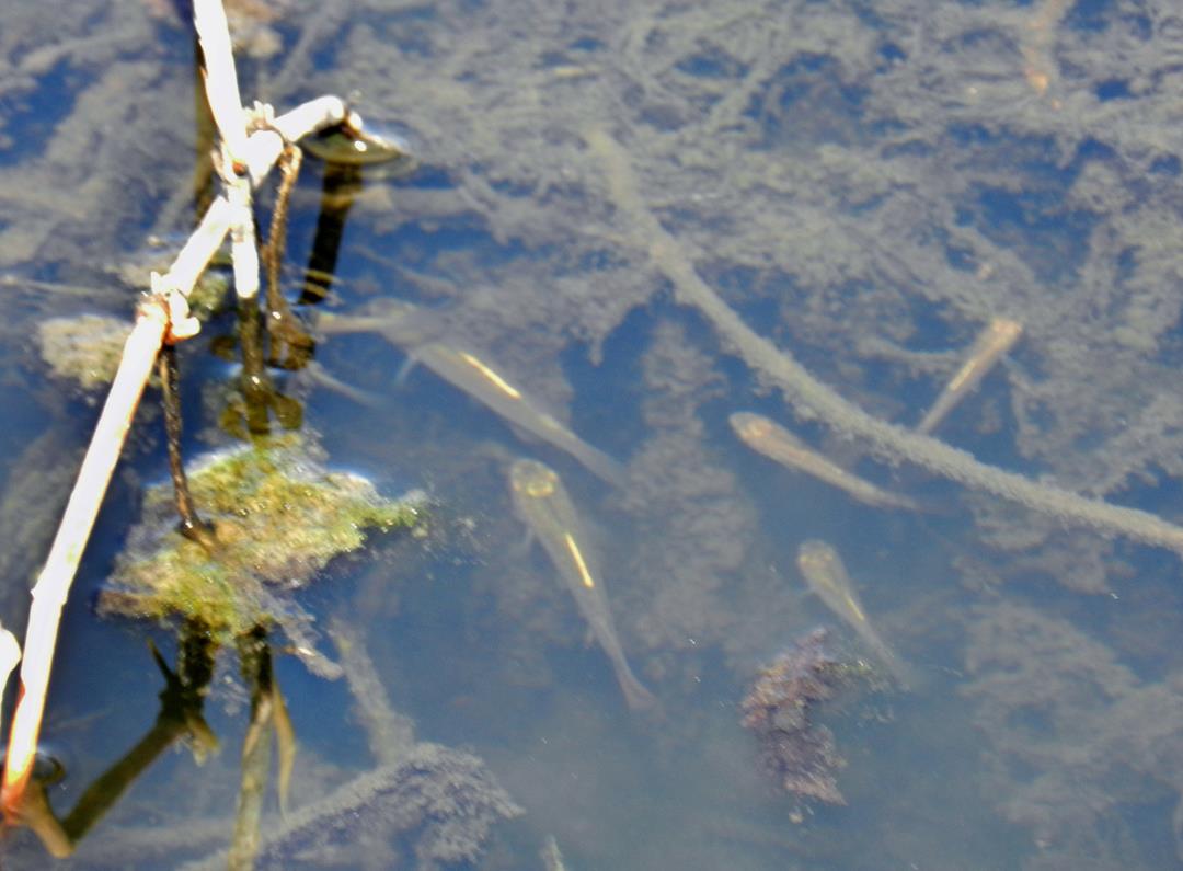Plains Topminnow