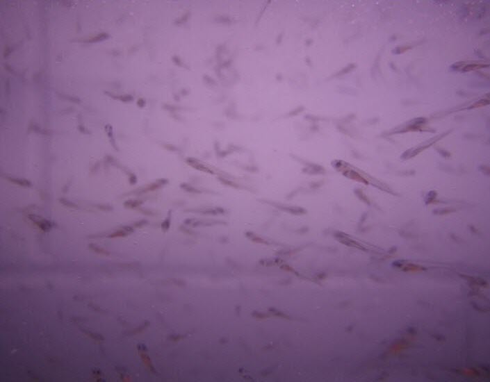 Larval Walleye